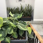 לינה וארוחת בוקר 200 & Terrace 3*